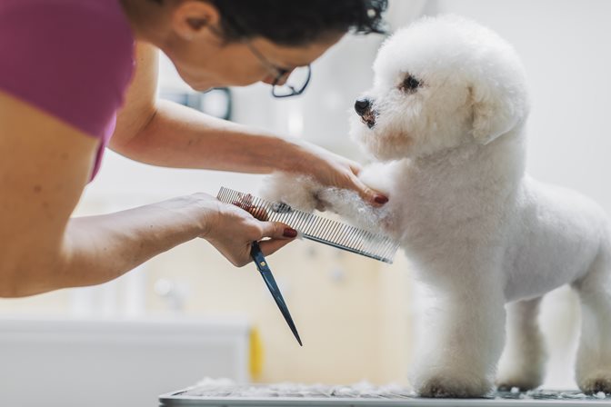 What-It-Actually-Costs-to-Own-a-Dog