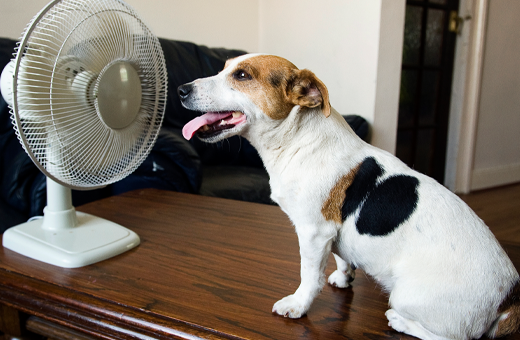 dog-fan
